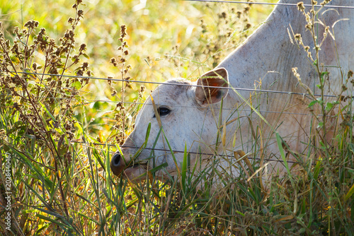 Fotografija Close em um bovino se alimentando de capim no pasto de uma fazenda