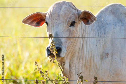 Quadro su tela Vaca em close-up olhando através de uma cerca de arame em contraluz na fazenda