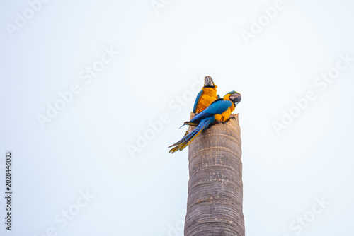 Duas Araras Canindés empoleiradas no tronco seco de um coqueiro, em dia de céu nublado.