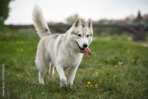 Siberian Husky dog walking in the summer park in natural light