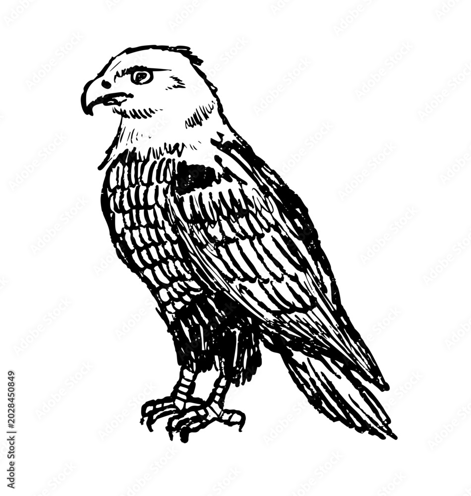 Fototapeta premium Eagle sketch, hand drawn bird of prey with powerful talons and detailed feathers. Wildlife raptor doodle art, nature study hawk avian predator, black white ink drawing