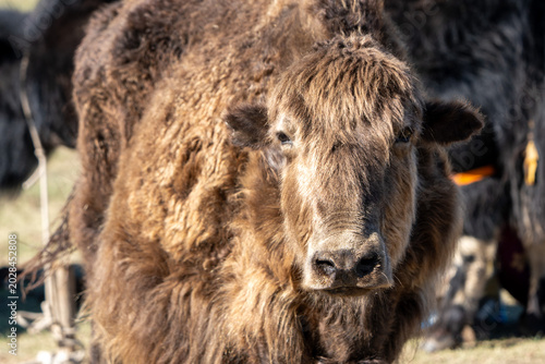 Schilderij op canvas Close-up portrait of shaggy yak in Mongolian pasture