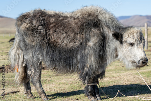 Foto Full body portrait of shaggy yak in Mongolian pasture