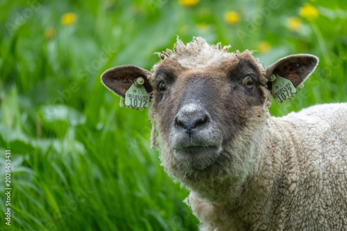 Close up portrait of sheep with ear tags standing in green meadow in rural countryside