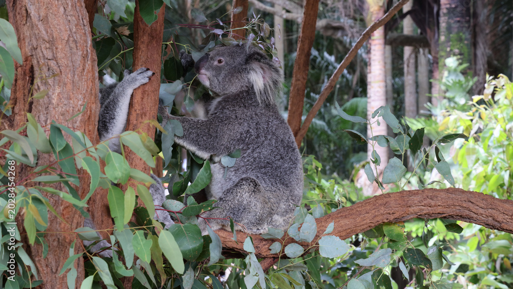 Fototapeta premium Two Koalas Interacting and Climbing in a Lush Eucalyptus Tree