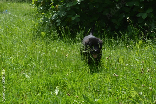 Foto Playful Black Labrador Puppy in Lush Green Grass Outdoors