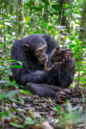 Adult chimpanzee grooming, pan troglodytes, in the tropical rainforest of Kibale National Park, western Uganda. Park conservation programme means that some troupes are habituated for human contact.