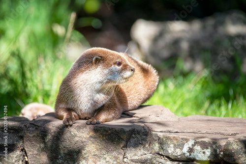 Oriental small-clawed otter, Aonyx cinereus, against green grass background. A semi-aquatic mammal, indigenous to South and Southeast Asia, and the smallest otter in the world.