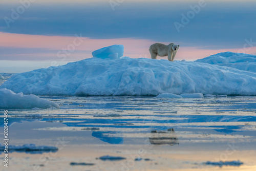 A polar bear on a blue iceberg at dawn in Vikinge Fjord, Scorseby Sund, Greenland. There is a beautiful warm orange glow on the horizon, which is reflected in the arctic waters between the ice floes.