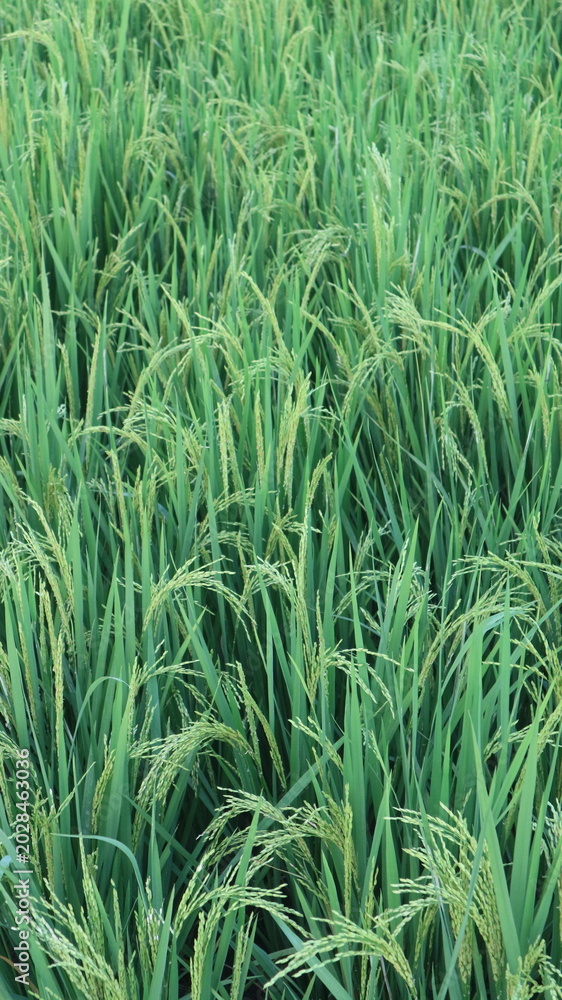Obraz premium Lush green wheat sways gently in a vast field. Golden stalks rise tall, swaying with soft breeze. Nature's rhythm pulses through every leaf and ear. Perfect for farming, agriculture