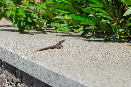 Obraz na plátně Madeirian Wall Lizard basking on stone ledge with foliage