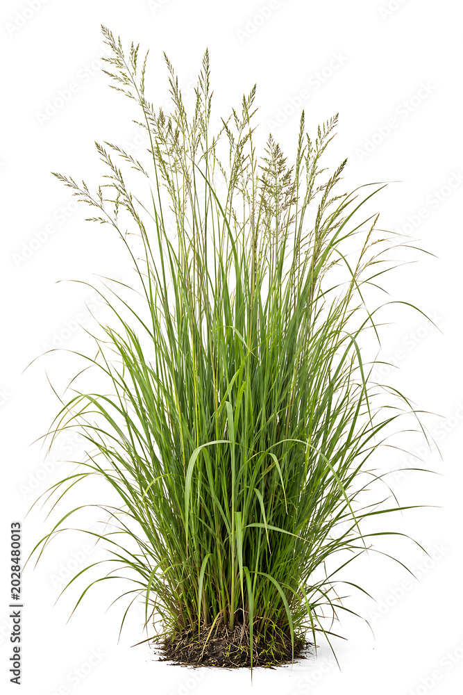 Fototapeta premium Tall Green Grass Tuft with Delicate Sprouting Seed Stalks and Visible Root Base, Isolated on Clean White Background