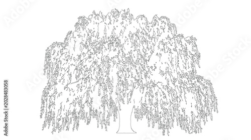 Konstfotografi Weeping Willow Tree Architecture Drawing Lineart Sketch Vector Illustration Natu