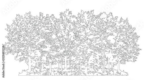 Foto Big Broadleaf Tree Design Lineart Sketch Vector Illustration Nature Plant Flora