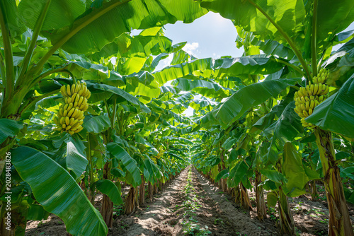 Banana plantation with rows of banana trees and bunches of yellow bananas