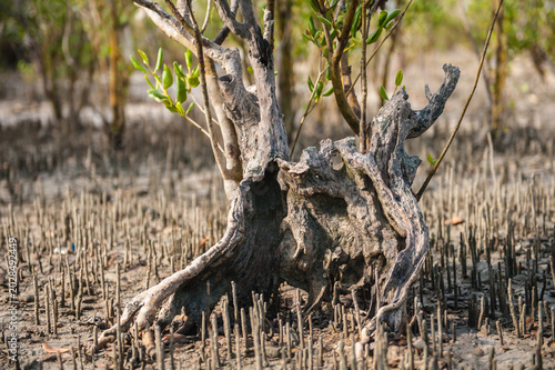 Fotografia Mangroves, or Sonneratia, also called mangrove apples, have thin, vertical, sharp thorns that protrude from the water as aerial roots