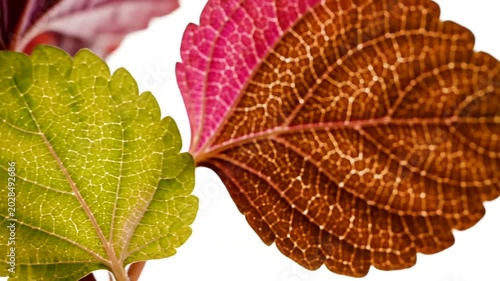 Close-up of vibrant coleus plant leaves with intricate patterns and rich colors on a white background.