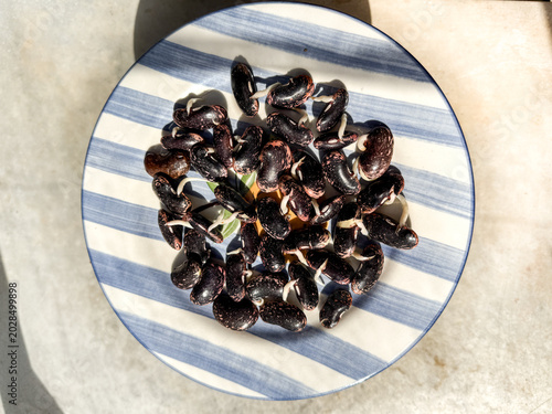 Schilderij op canvas Sprouted runner bean vegetable seeds growing white shoots on a plate ready for p