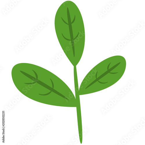 green leaf isolated on white background