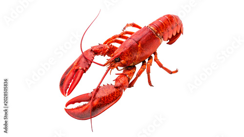 Tableau sur toile A large fresh raw whole red lobster crustacean seafood delicacy isolated on tran