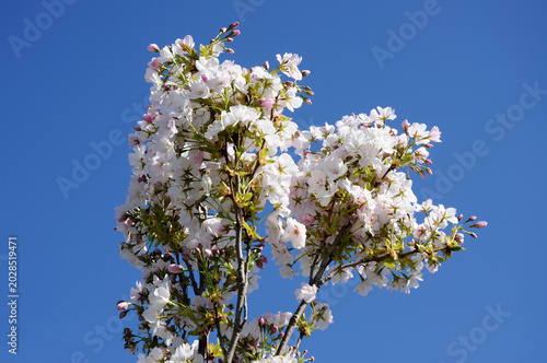Yoshino Cherry Tree