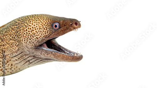 Tableau sur toile A dangerous brown moray eel creature showing its sharp teeth isolated on transpa