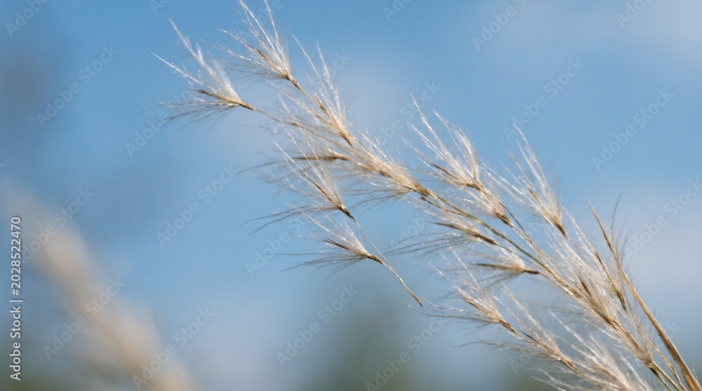 Fototapeta premium Dry grass, blowing in wind, blue sky background
