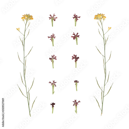 Dried Wildflower Botanical Arrangement Isolated on White Background.Delicate pressed plant composition.