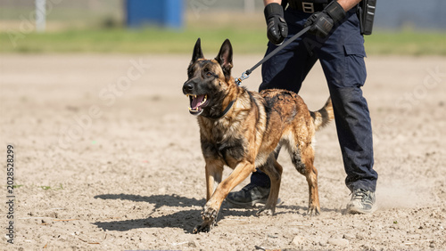 Aggressive Belgian Malinois police dog bark on leash during outdoor training. A law enforcement handler in tactical gear controls the protective canine on a dirt field