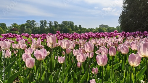 Bild auf Leinwand View of lilac and pink tulips blooming in park on sunny spring day