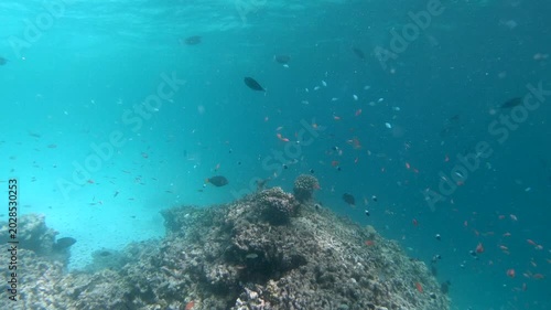 Coral reef fish are fish which live amongst or in close relation to coral reefs. Coral reefs form complex ecosystems with tremendous biodiversity. Among the myriad inhabitants