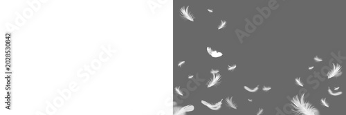 White feather on transparent background. Set feather isolated. Feather fly fall in air. Angel wing  feather png. Isolated flying soft and pure feathers, wings of bird animals