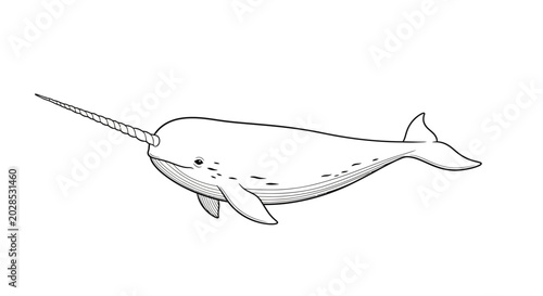 Fotografia NARWHAL marine mammal with tusk.
