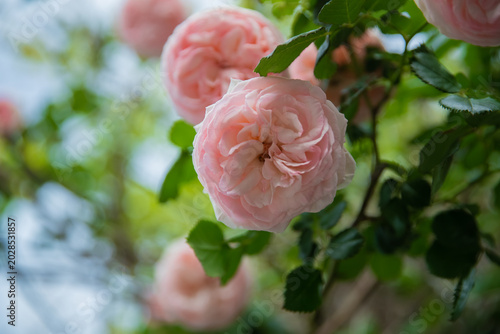 filling the quiet garden with sweet fragrance and beauty while sunlight sparkles through the green leaves above them all day. Near butterflies.!! Soft pink roses sway gently in the warm spring breeze,