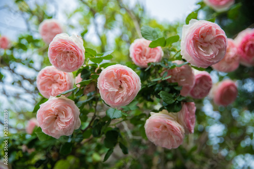 filling the quiet garden with sweet fragrance and beauty while sunlight sparkles through the green leaves above them all day. Near butterflies.!! Soft pink roses sway gently in the warm spring breeze,