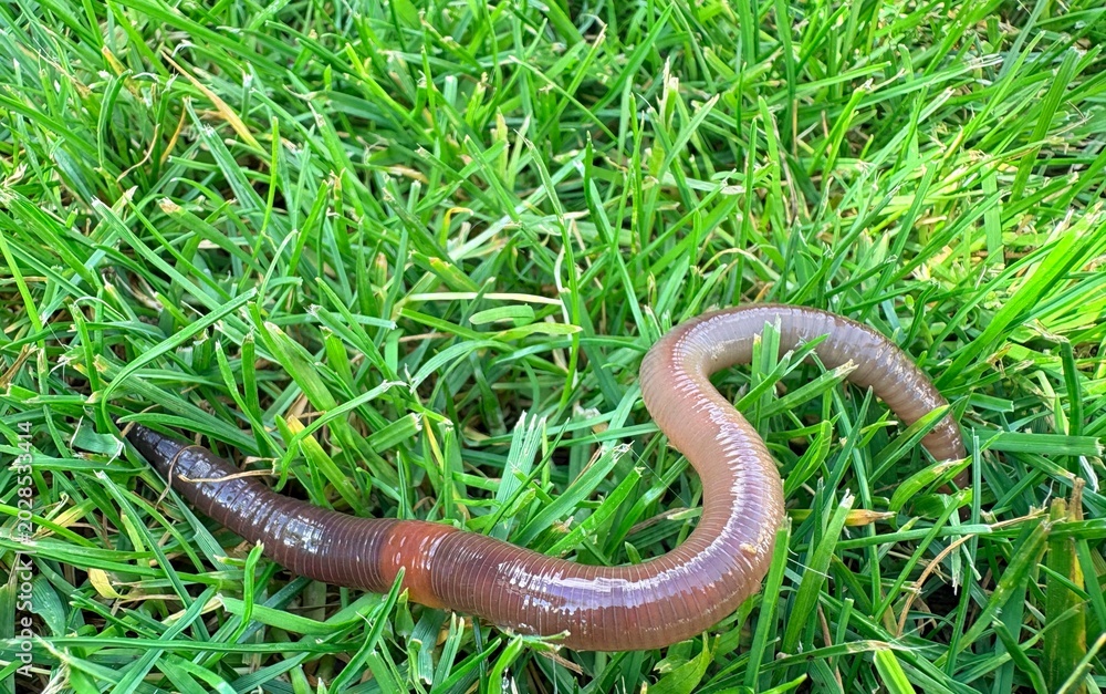 Fototapeta premium Regenwurm auf feuchter Erde – Nützliches Bodentier im natürlichen Gartenboden