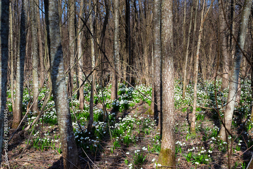 Foto A picturesque spring forest is abundantly covered with blooming white primroses among slender tree trunks