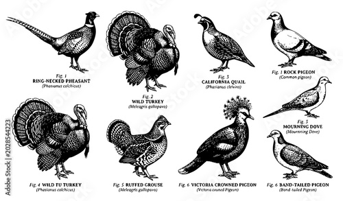 Bild auf Leinwand Antique Engraved Galliformes and Columbiformes Bird Illustrations Restored Vecto