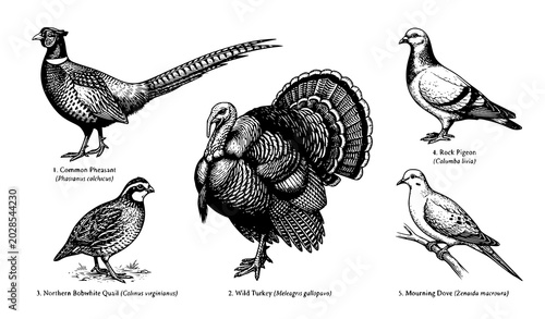 Bild auf Leinwand Classic Victorian Bird Engraving Illustrations Restored from 1851 Encyclopedia
