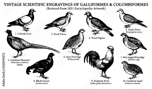 Foto Vintage Restored Bird Engravings from Iconographic Encyclopedia 1851 Vector Coll