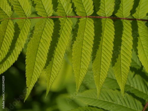 Tableau sur toile Close-up of pinnate green leaves illuminated by sunlight