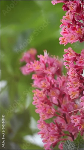 Pink horse chestnut flower blossoms close up in spring. Beautiful pink horse chestnut blooming branch on blurred green background for nature and gardening commercial concepts