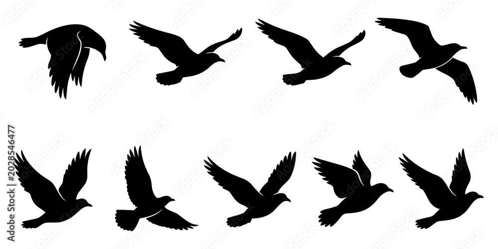 Fototapeta premium Set of black bird silhouettes in different flight poses isolated on white background group of flying crows or seagulls vector illustration silhouette isolated.