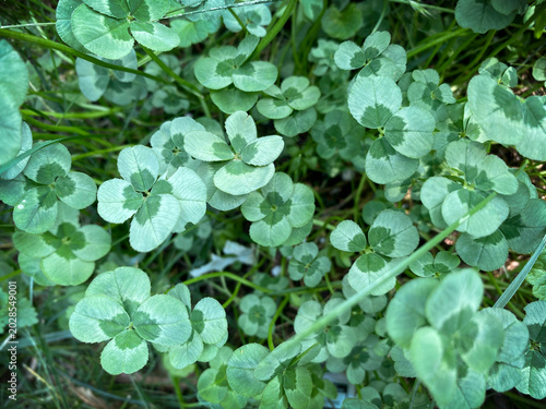 Fotografía Green shamrocks and four leaf clovers growing