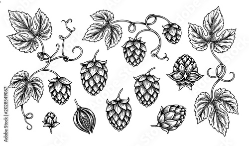 Fotografía Antique botanical hops engraving vector illustration with detailed floral line a