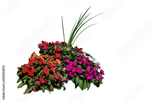 a flower bed of SunPatiens and Pansies isolated on Transparent background 