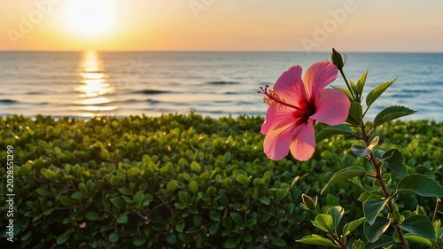 Pink hibiscus flower blooming by the sea during a golden sunset. Tropical coastal scenery with sparkling ocean waves and green shrubbery at dusk nature view.