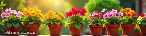 A cheerful assortment of colorful flowers blooming vibrantly in various terracotta flowerpots, bathed in warm sunlight Perfect for spring and summer gardening themes , terracotta, stems, botany