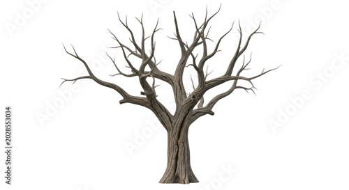 Large old leafless oak tree with bare brown branches standing alone in a simple natural style view isolated on transparent background