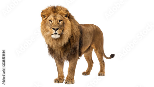 Bild auf Leinwand Majestic adult male african lion standing in profile showing big mane isolated on transparent background png art